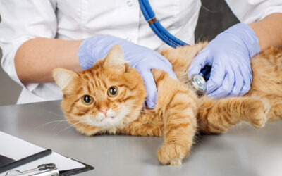 Статья: Почему нужно стерилизовать домашних животных?